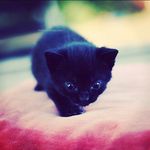 Amber - @amber_rules_ - Instagram