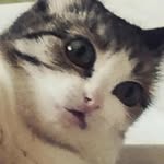 sollo2 - @amber_ruppert - Instagram