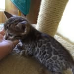 Amber Schmitt - @rajthebengal - Instagram