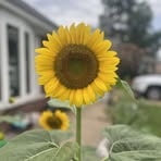 Amber Schmitt - Facebook