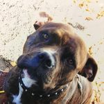 Amber Sheldon - @amber.sheldon.1426 - Instagram