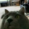 Amber Singer - @amberlichelle - TikTok