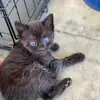 ambersnodgrass15 - @mani_the_moon_cat - TikTok