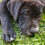 Amber the Staffador - @amberthestaffador - Instagram