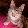 AmbersStorm - @ambersstorm - TikTok