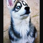 foxia_fox - @amberstrack - Instagram