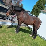 Amber Strain - @jedi.family - Instagram
