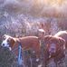 Amber Strickler - Facebook