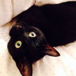 Amber Stringer - @pixiecat98 - Instagram