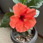 Amber Stump - @arose087211 - Instagram