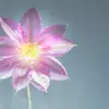 Amber Sturman950 - @ambersturman - TikTok