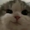 ambb - @amberrsuarez - TikTok