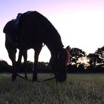 amber paige lynn triggs - @equestrain_account_2019 - Instagram