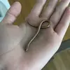 ambertheslowworm - @ambertheslowworm - TikTok