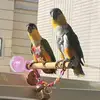 阿妹 - @ambertso688 - TikTok