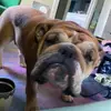 Tiffaney Amber Turnage Coletti - @tiffcoletti - TikTok