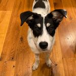 Amber Tynan - @matilda_the_former_sato - Instagram