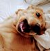 Amber Tyndall Dinsmore - Facebook