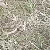 AmberTyrrell - @preg._.at._20 - TikTok