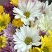 Amber Uhl Photography  - Facebook