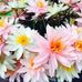 Amber Uhle - Facebook