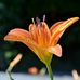 Amber Ullman Photography - Facebook