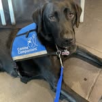 Amber Urban - @co.courtdogfancy_v - Instagram