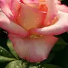 amberurenag - @amberurenag - TikTok