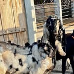 AMBERVALLEY FARMS - @ambervalley_goat_farm_09 - Instagram