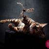 Ambervalleybengals - @ambervalleybengals - TikTok