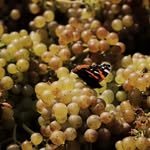 Barry Lewis - @ambervalleyvineyards - Instagram