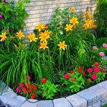 Amber Vanover - @ambers_garden_care - Instagram