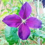 Amber Vanover - @phoenix_4_brio - Instagram