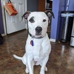 Amber D Weldy - @adventureswithpeterbarker - Instagram