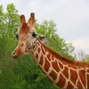 amberweller - @amberweller - TikTok