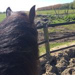 Amber Wessel - @ponyenpaardenspullen - Instagram