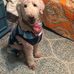 Rose Amber - Facebook