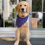 Amber Whaley - @amber_the_goldie - Instagram