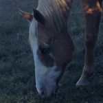 Amber Whaley - @horse_woman_991 - Instagram