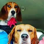 Amber Wheaton - @adventurebeags - Instagram