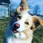 Amber whitehurst - @amber.the.adorabull.pup - Instagram