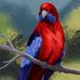 Amber Whitt Arts - Facebook