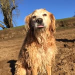 Amber Wickham - @amberdog_ - Instagram