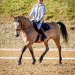 Amber Wilkinson 🇬🇧 - @amber_wilkinson_eq - Instagram