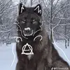 Amber wolf - @amber.wolf55 - TikTok