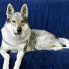 Wolfdog_Ukraine - @amberwolfroyalty - TikTok
