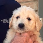Amee - @goldendoodle.amee - Instagram
