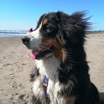 Amelia 🐶💜 - @amelia_boyerodeberna - Instagram