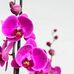Boyer Amelia Imelda - Facebook