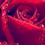 Amelia_mainxx - @ameliabrewster7568 - Instagram